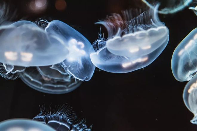 水母是海洋生物的垃圾食品？水母：“我不是别瞎说！”J9九游会 九游会J9(图2)