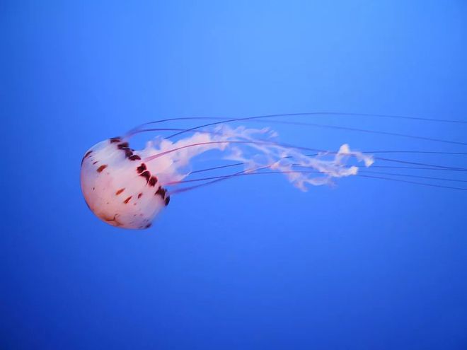 水母是海洋生物的垃圾食品？水母：“我不是别瞎说！”J9九游会 九游会J9(图1)