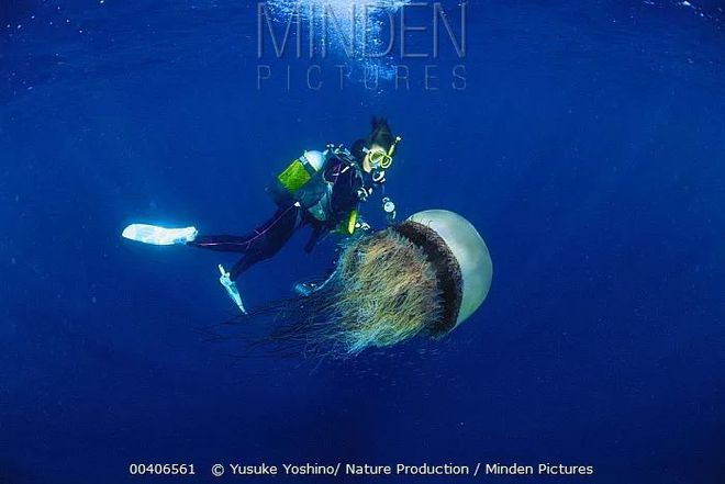 水母是海洋生物的垃圾食品？水母：“我不是别瞎说！”J9九游会 九游会J9(图3)