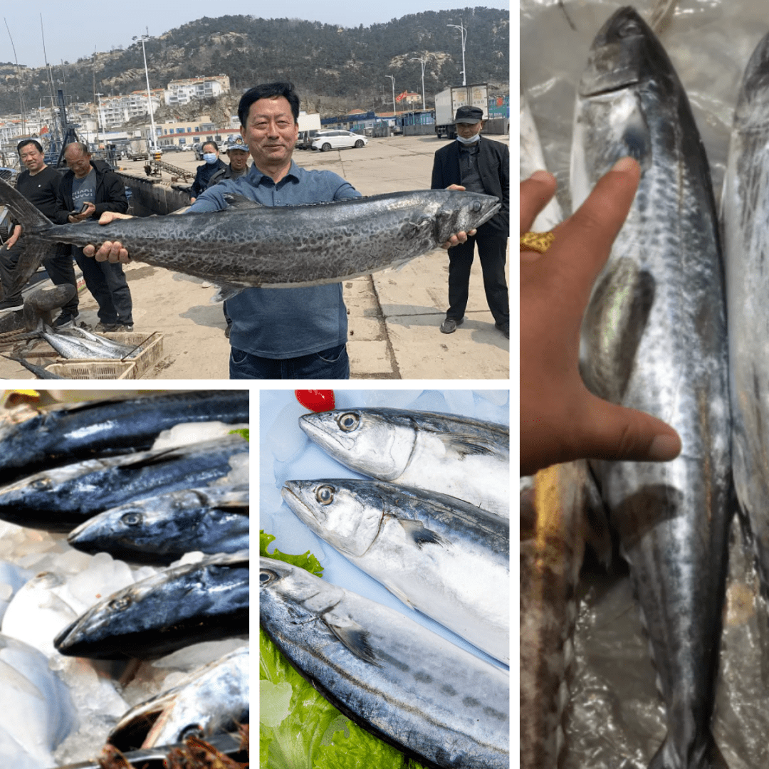 最后一船冰鲜量大J9九游会 九游会J9价优 近海海捕海鲜即将下架(图2)