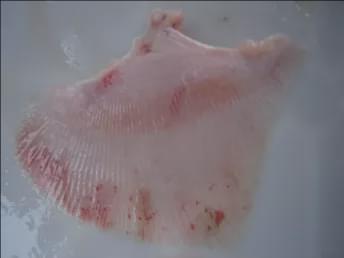 九游会J9 J9九游会重口味！那些“臭名昭著”的海洋美食（作者：海生张）(图2)