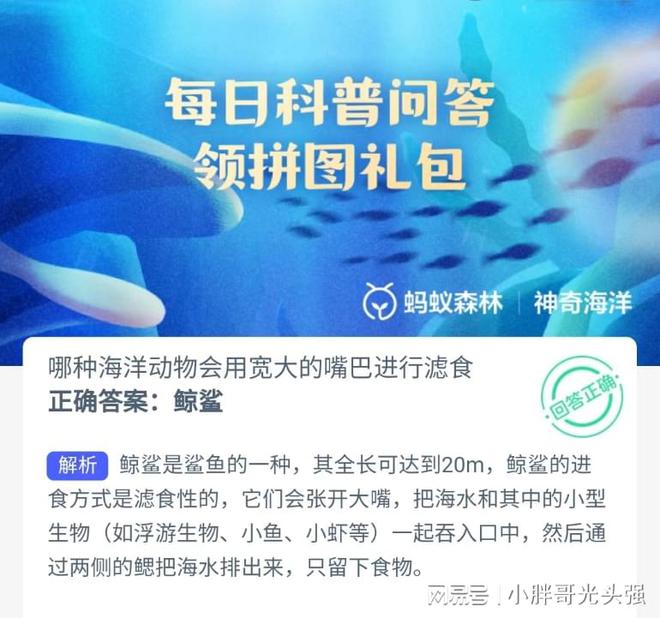 J9九游会 九游会J9哪种海洋动物会用宽大的嘴巴进行滤食？蚂蚁森林神奇海洋(图1)