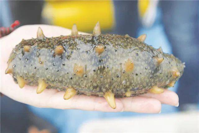 J9九游会 九游会J9威海市海洋生物与健康食品产业集群：海里掘“金”破浪而行(图3)