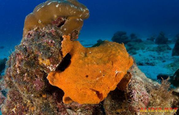 深度探测海底世界 盘点那些独一无二的海洋生物九游会J9 J9九游会(图2)