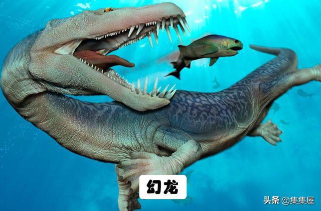 J9九游会 九游会J9地球上存在着或存在过的10大海洋巨兽(图5)