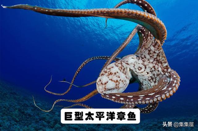 J9九游会 九游会J9地球上存在着或存在过的10大海洋巨兽(图4)