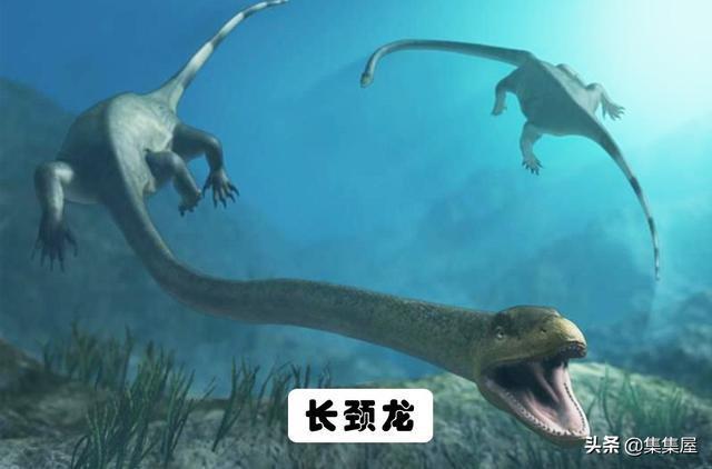 J9九游会 九游会J9地球上存在着或存在过的10大海洋巨兽(图8)