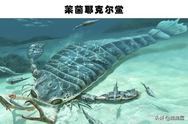 J9九游会 九游会J9地球上存在着或存在过的10大海洋巨兽(图7)