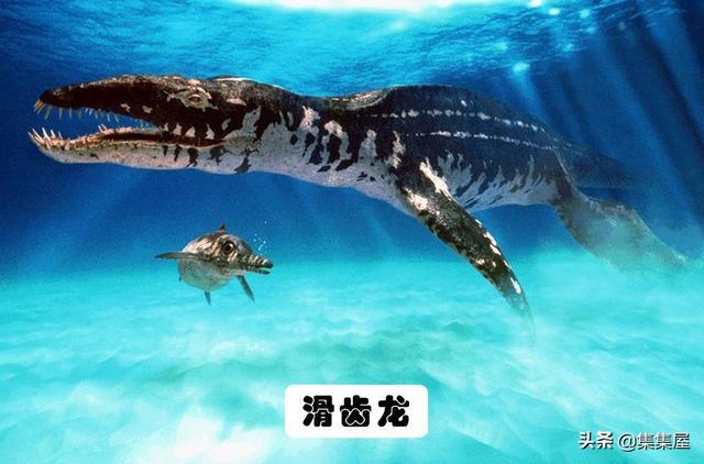 J9九游会 九游会J9地球上存在着或存在过的10大海洋巨兽(图10)