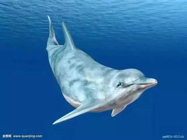 九游会J9 J9九游会【科普】濒危海洋物种知多少？(图4)