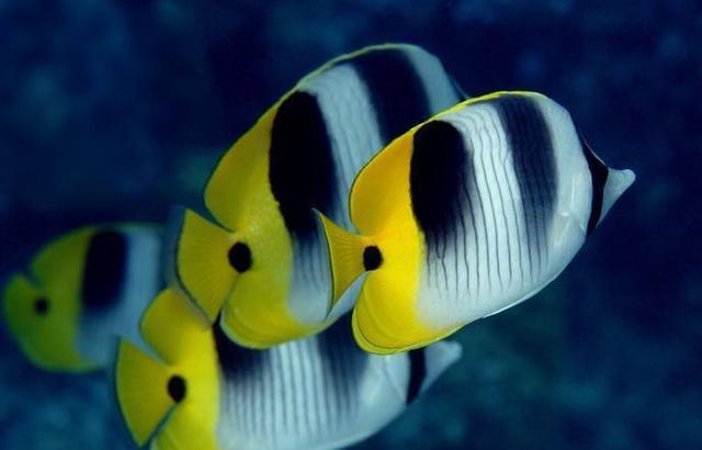 探索神秘海洋了解海九游会J9 J9九游会洋生物缤纷多彩海中花蝴蝶——蝴蝶鱼(图1)
