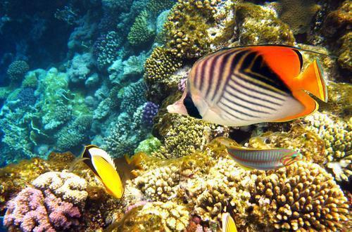 探索神秘海洋了解海九游会J9 J9九游会洋生物缤纷多彩海中花蝴蝶——蝴蝶鱼(图2)
