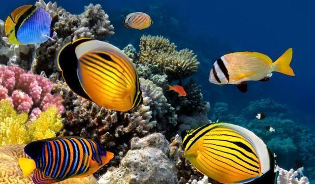 探索神秘海洋了解海九游会J9 J9九游会洋生物缤纷多彩海中花蝴蝶——蝴蝶鱼(图6)