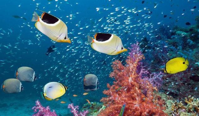 探索神秘海洋了解海九游会J9 J9九游会洋生物缤纷多彩海中花蝴蝶——蝴蝶鱼(图5)