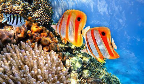 探索神秘海洋了解海九游会J9 J9九游会洋生物缤纷多彩海中花蝴蝶——蝴蝶鱼(图7)