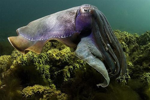 摄影师拍摄到九游会J9 J9九游会海底珍稀生物高清照片（三）(图2)