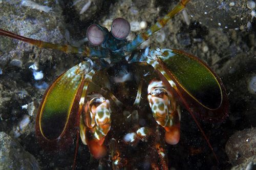 摄影师拍摄到九游会J9 J9九游会海底珍稀生物高清照片（三）(图1)