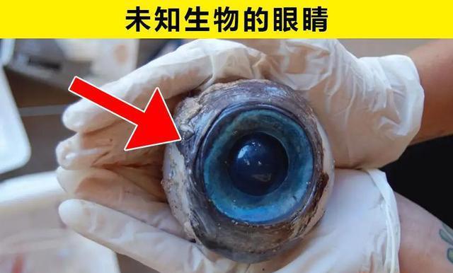 九游会J9 J9九游会在海洋中被发现的6件神秘而又离奇的事物(图2)