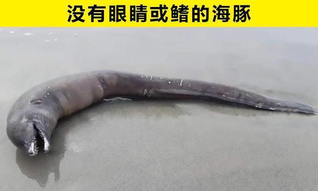 九游会J9 J9九游会在海洋中被发现的6件神秘而又离奇的事物(图4)