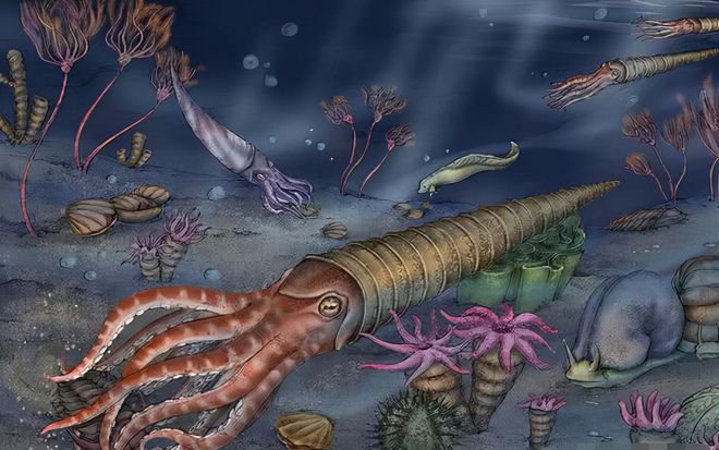 河北公园发现奥陶纪古九游会J9 J9九游会生物化石群这是什么样的时代？有多神秘？(图4)