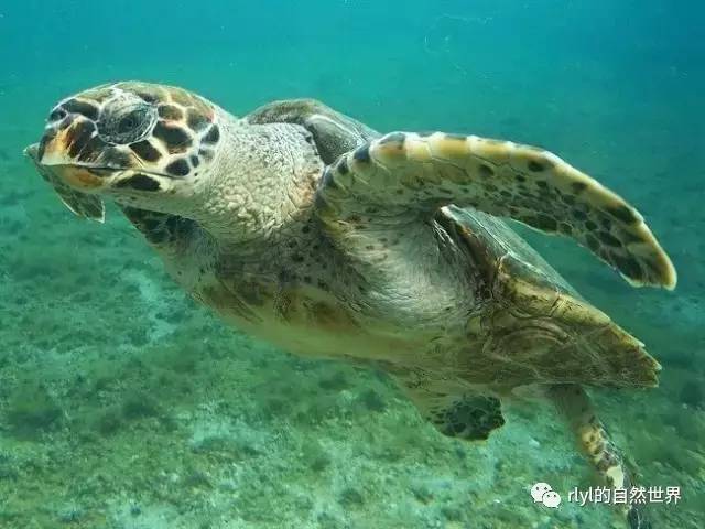 10种「美丽而又濒危」的海洋生物不要让它们因我们而消失九游会J9 J9九游会(图2)