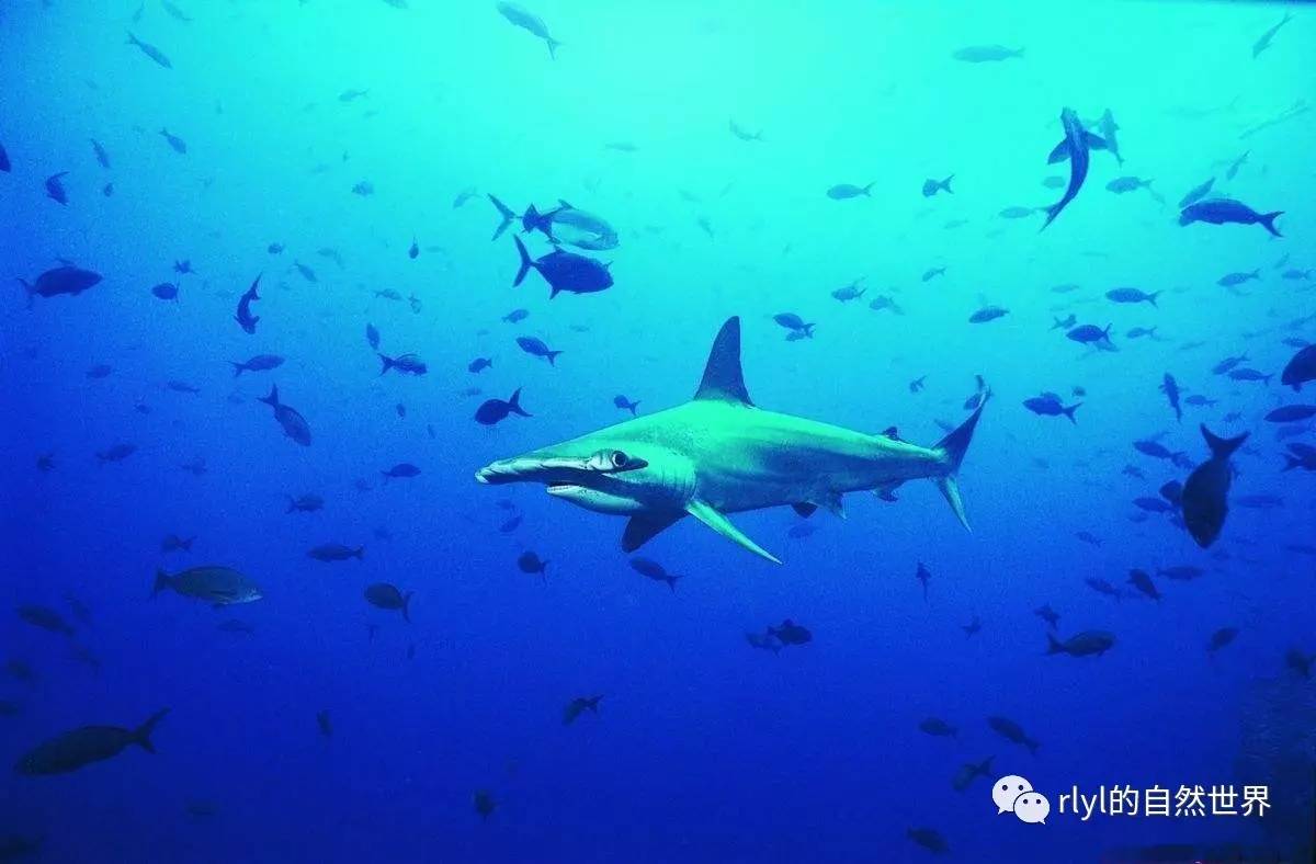 10种「美丽而又濒危」的海洋生物不要让它们因我们而消失九游会J9 J9九游会(图1)