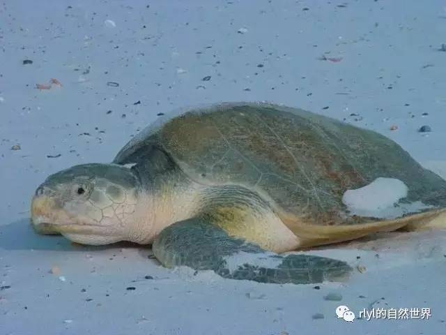 10种「美丽而又濒危」的海洋生物不要让它们因我们而消失九游会J9 J9九游会(图9)