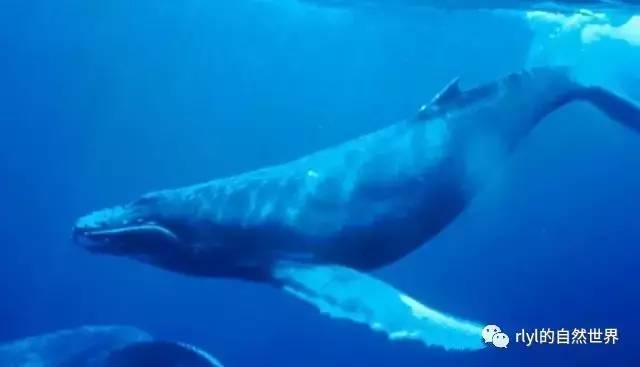 10种「美丽而又濒危」的海洋生物不要让它们因我们而消失九游会J9 J9九游会(图10)