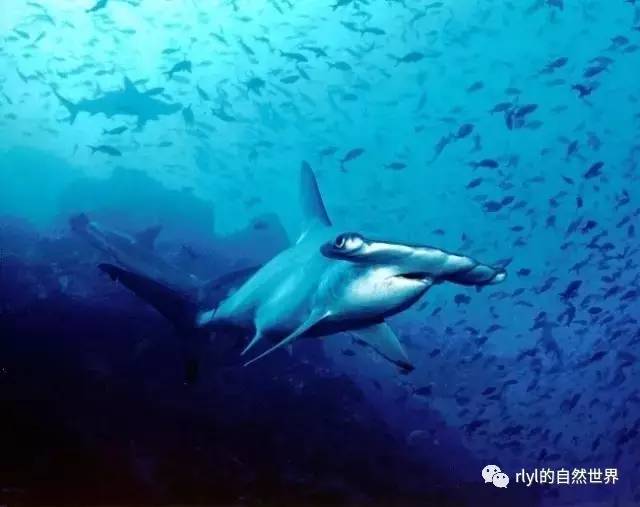 10种「美丽而又濒危」的海洋生物不要让它们因我们而消失九游会J9 J9九游会(图4)