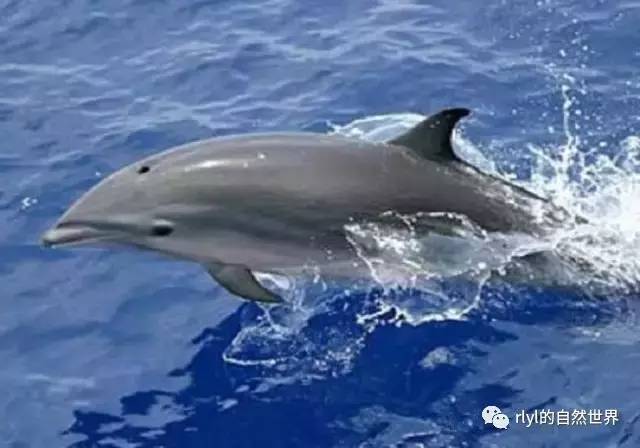10种「美丽而又濒危」的海洋生物不要让它们因我们而消失九游会J9 J9九游会(图11)