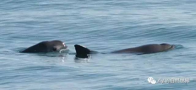10种「美丽而又濒危」的海洋生物不要让它们因我们而消失九游会J9 J9九游会(图5)