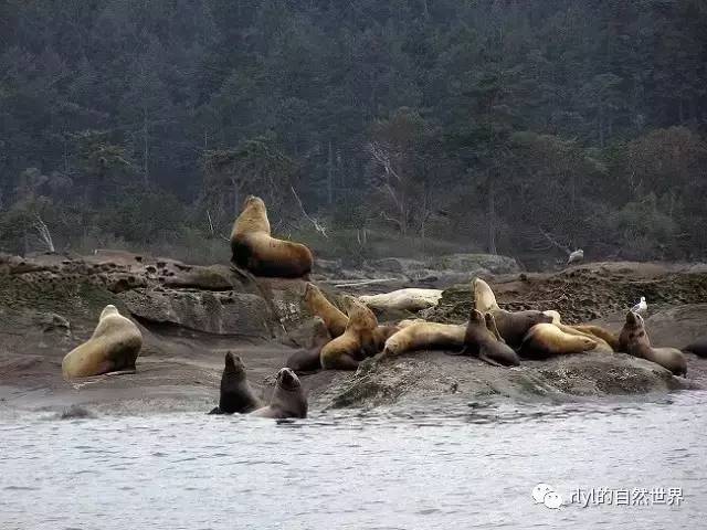10种「美丽而又濒危」的海洋生物不要让它们因我们而消失九游会J9 J9九游会(图3)