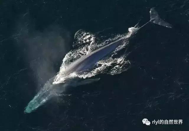 10种「美丽而又濒危」的海洋生物不要让它们因我们而消失九游会J9 J9九游会(图6)