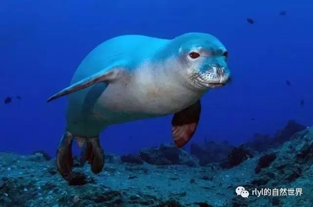 10种「美丽而又濒危」的海洋生物不要让它们因我们而消失九游会J9 J9九游会(图8)
