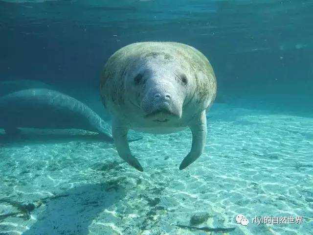 10种「美丽而又濒危」的海洋生物不要让它们因我们而消失九游会J9 J9九游会(图7)