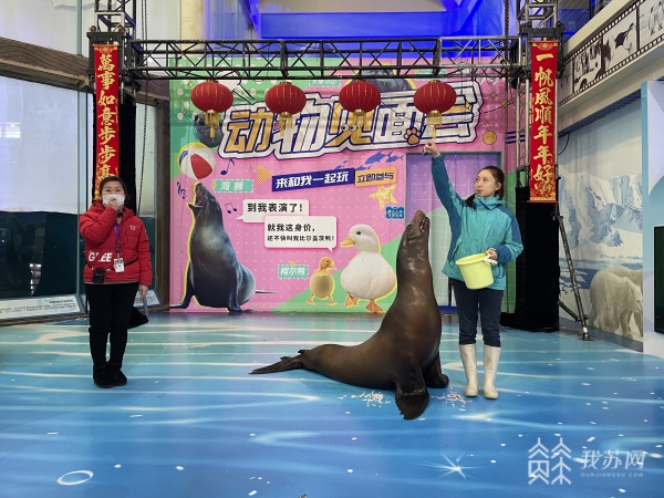 J9九游会 九游会J9海洋馆也能看“兔子” 南京海底世界推出春节海底动物拜年大赏(图3)