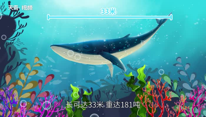 海洋生物有哪些 海洋中有哪些生物九游会J9 J9九游会(图1)