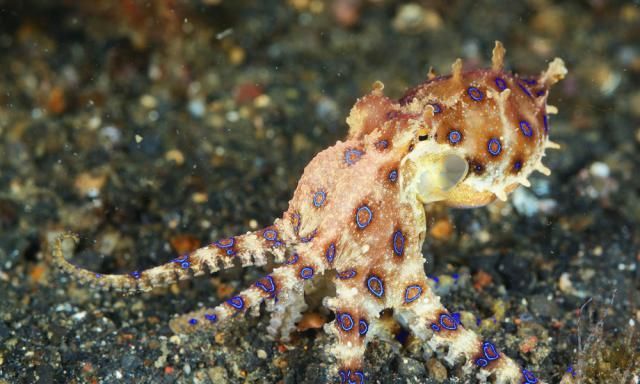 J9九游会 九游会J9世界上最危险的10种海洋生物(图2)