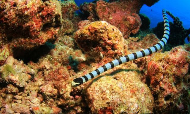 J9九游会 九游会J9世界上最危险的10种海洋生物(图4)