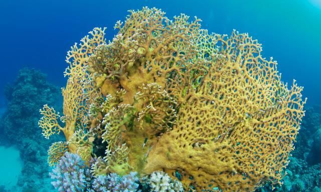 J9九游会 九游会J9世界上最危险的10种海洋生物(图6)