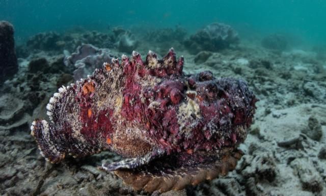 J9九游会 九游会J9世界上最危险的10种海洋生物(图5)