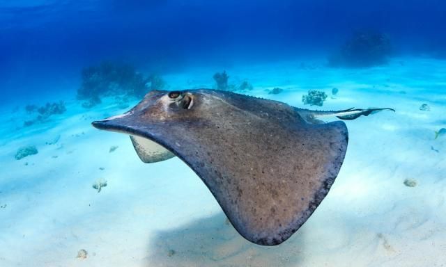 J9九游会 九游会J9世界上最危险的10种海洋生物(图9)
