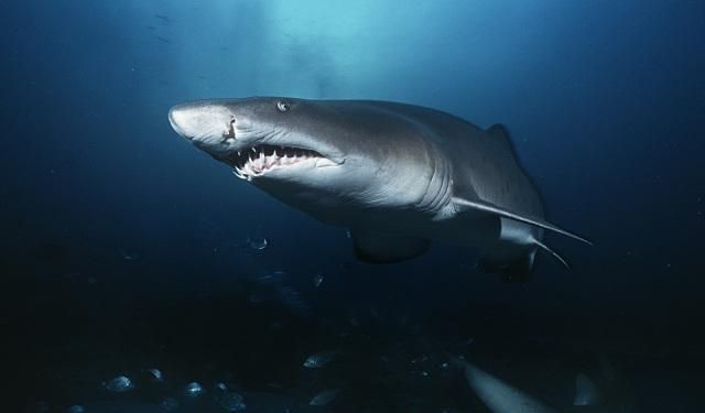J9九游会 九游会J9世界上最危险的10种海洋生物(图10)