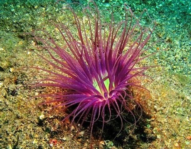 九游会J9 J9九游会全球评选世界上25种最惊人的海洋生物你真的没有见过？(图1)