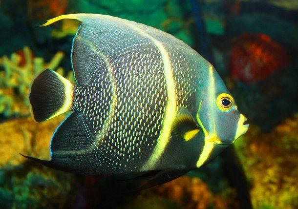 九游会J9 J9九游会全球评选世界上25种最惊人的海洋生物你真的没有见过？(图5)
