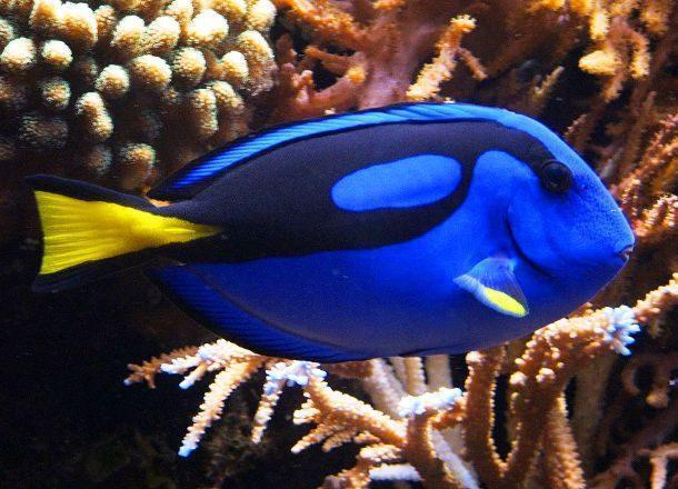 九游会J9 J9九游会全球评选世界上25种最惊人的海洋生物你真的没有见过？(图3)