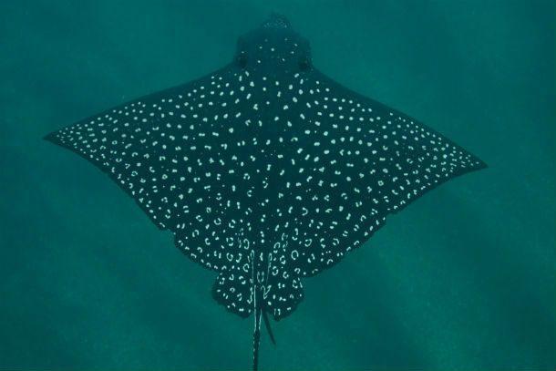 九游会J9 J9九游会全球评选世界上25种最惊人的海洋生物你真的没有见过？(图8)