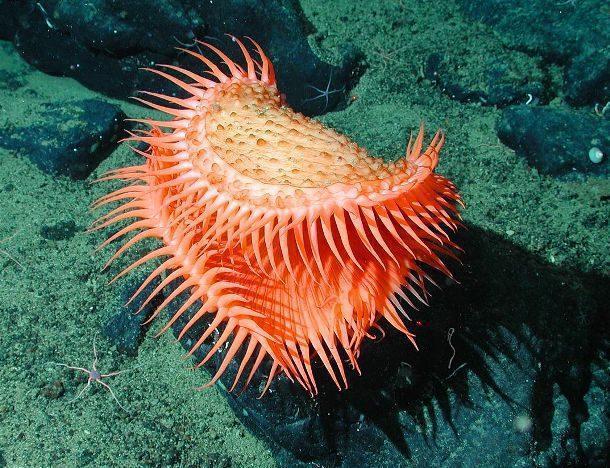 九游会J9 J9九游会全球评选世界上25种最惊人的海洋生物你真的没有见过？(图13)