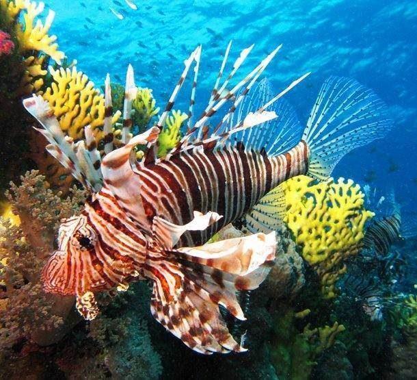 九游会J9 J9九游会全球评选世界上25种最惊人的海洋生物你真的没有见过？(图16)