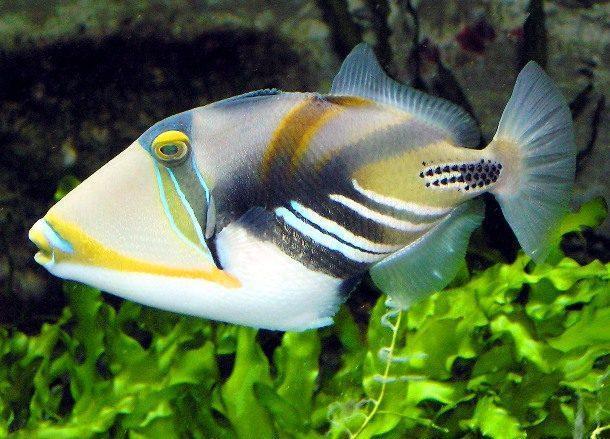 九游会J9 J9九游会全球评选世界上25种最惊人的海洋生物你真的没有见过？(图18)